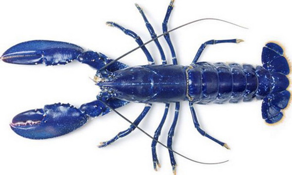 Solent: Blue Lobster found in UK MUST BYLINE: Pic: Natural History Museum/solent An incredible electric-blue lobster caught in the UK has been saved from the dinner table after it was spotted at a fish market and rehomed at an aquarium. The striking crustacean was found by stunned fishermen off the east coast of Scotland and dispatched to be sold at a market in London. Experts at London's Natural History Museum. believe the European lobster hatched out with the unusual colour due to a rare genetic variant. SEE OUR COPY FOR THE FULL STORY. Pictured: The rare blue lobster. See also pic of t compared to a normally-coloured lobster PLEASE BYLINE: Pic: Natural History Museum/solent ©Natural History Museum / Solent UK +44 (0) 2380 458800